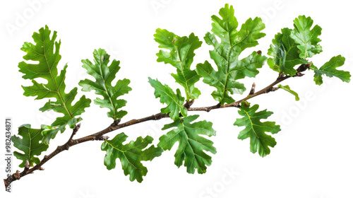 Wallpaper Mural oak branch isolated on white or transparent png Torontodigital.ca