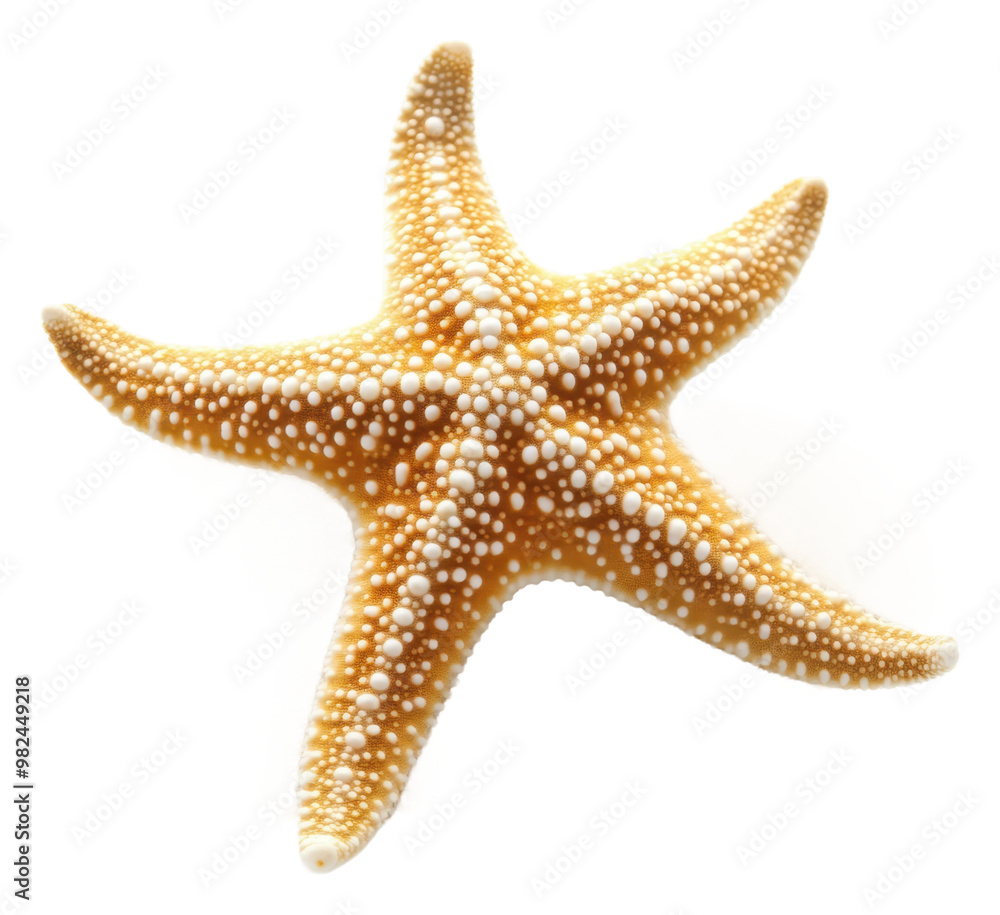 PNG Colorful starfish resting on a sandy ocean floor PNG Colorful starfish resting on a sandy ocean floor