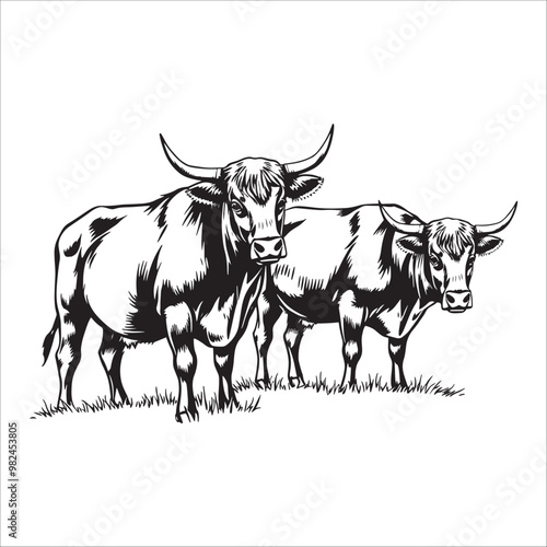 black and white engraving illustration of two cows on white background.