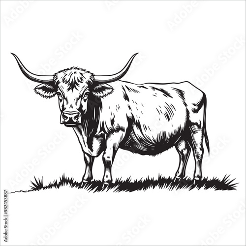 black and white engraving illustration of a cow on white background.