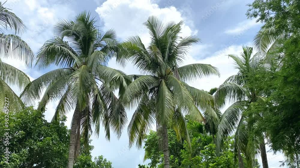 coconut tree with green leaves on blue sky, Beautiful coconut tree coconut tree with green leaves on blue sky, Beautiful coconut tree
