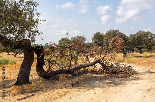 Fallen branch obstructs rural path: consequences of wind or storm. photo