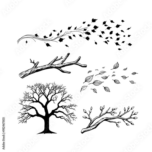 Hand-drawn illustration of falling leaves in black and white.  A detailed hand-drawn black and white illustration of autumn leaves blowing