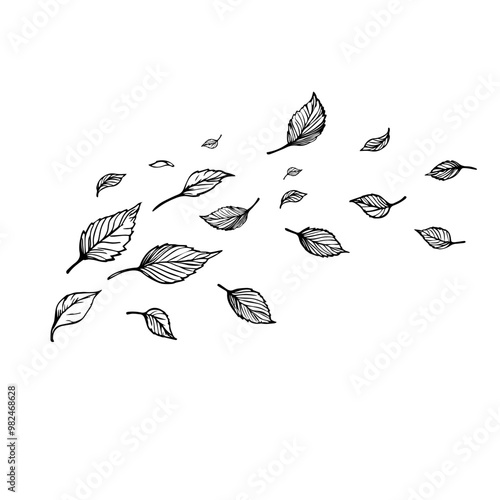 Hand-drawn illustration of falling leaves in black and white.  A detailed hand-drawn black and white illustration of autumn leaves blowing in the wind