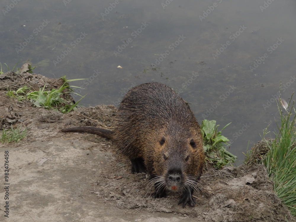 Obraz premium nutria nature animal