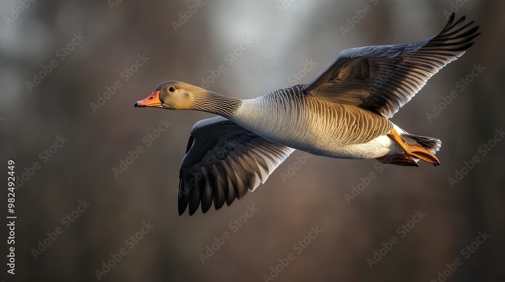 Goose in Flight: A Majestic Bird Soaring Through the Sky Goose in Flight: A Majestic Bird Soaring Through the Sky