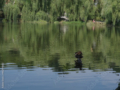 Ducks on the lake, nature photo