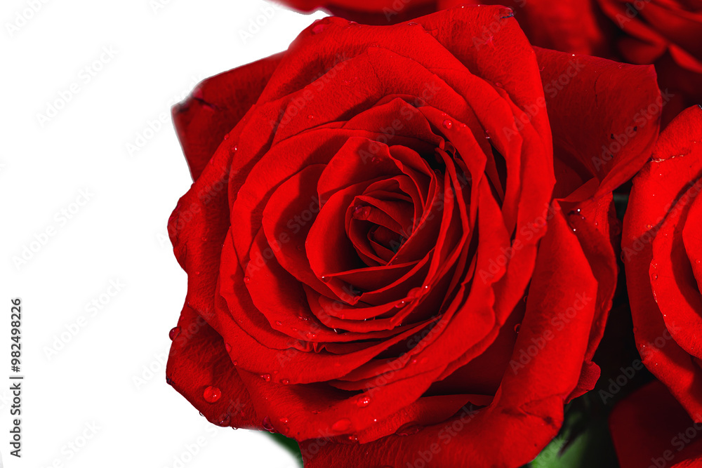 Red roses with water drops. Macro photo, blooming flowers, festive concept for Mother's Day Red roses with water drops. Macro photo, blooming flowers, festive concept for Mother's Day