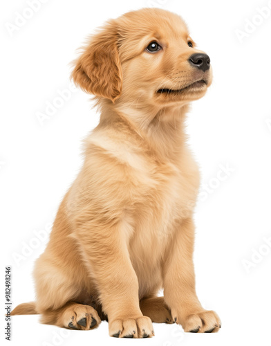 Cute golden retriever puppy sitting