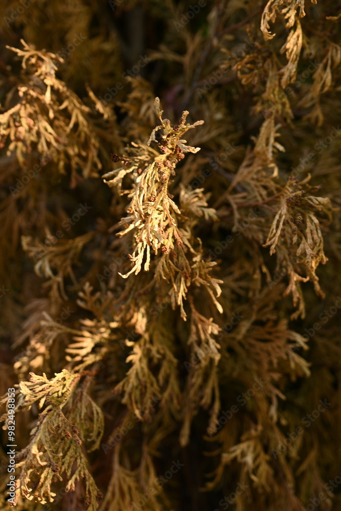 close-up of dried branches of thuja evergreen tree as a background, drought, climate change, concept of sustainable development close-up of dried branches of thuja evergreen tree as a background, drought, climate change, concept of sustainable development
