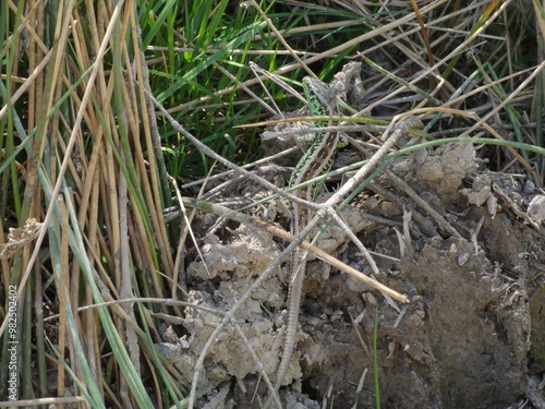 lizard in nature
