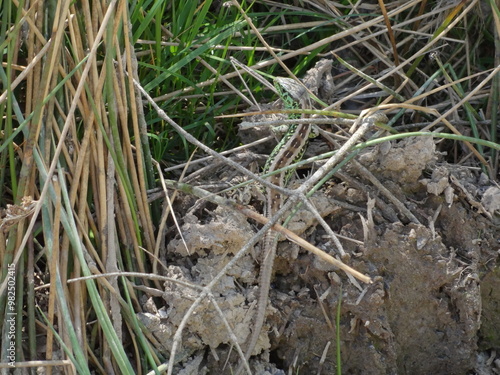 lizard in nature
