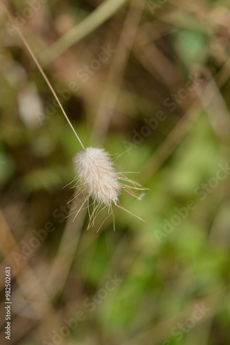 Hares-tail grass seed head photo