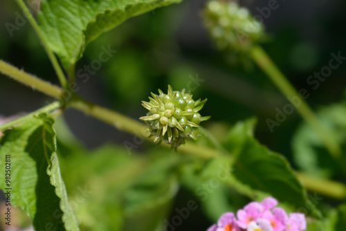 Shrub verbena fruit photo