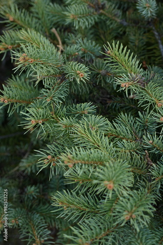 Christmas tree branches texture close up, Christmas concept, Christmas branch tree evergreen close up 