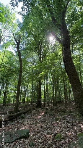 Zen forest in the spring