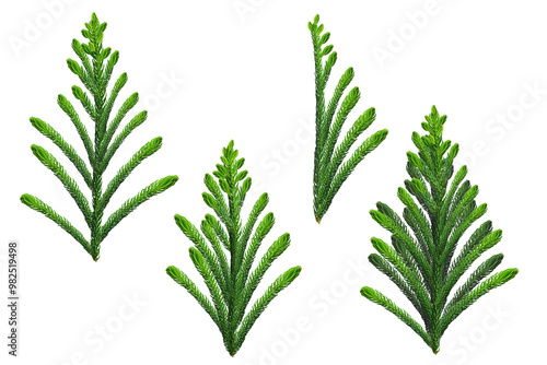 A set of green pine branches of the Christmas tree for elements in Christmas decorative design, natural objects, separate designs on a white background, vector illustrations.