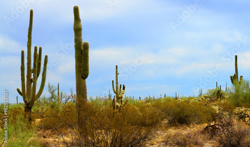 Central Sonora Desert Arizona