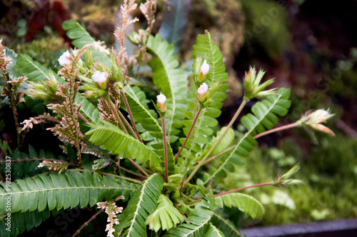 Closeup plant of Biophytum dendroides fern like plant with little flowers at Glasgow Botanic garden photo