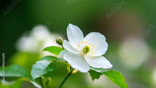 A delicate white flower blooming amidst lush green leaves, symbolizing purity and tranquility in nature.