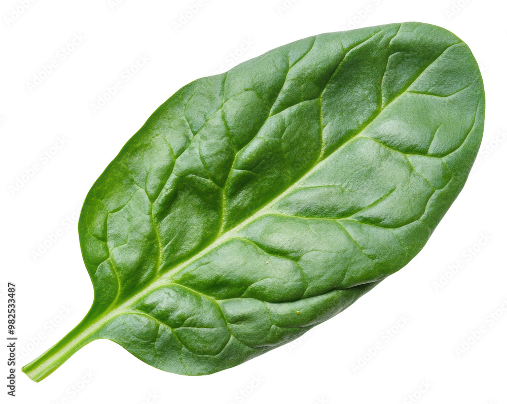 PNG Fresh spinach leaf isolated on white background PNG Fresh spinach leaf isolated on white background