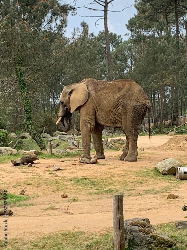 Fototapeta premium Elephant