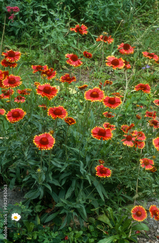 Gaillarde , gaillardia x grandifolia Gaillarde , gaillardia x grandifolia