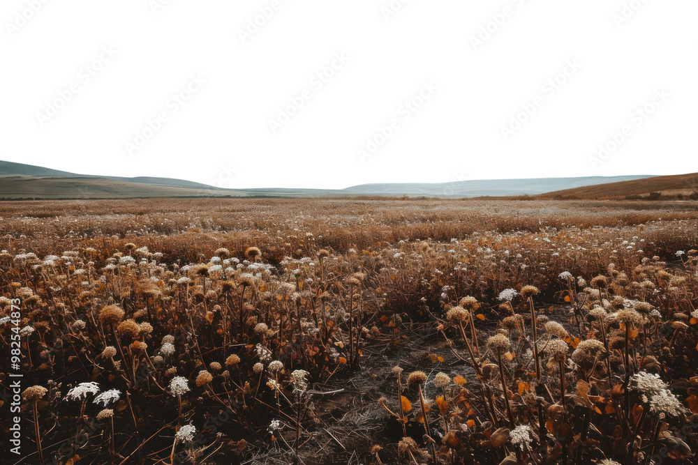 Obraz premium PNG Wither flower fields landscape outdoors nature.