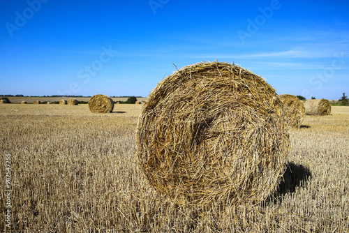 A mowed field with round bales of yellow straw in an empty field against a blue sky background with beautiful white clouds. Sunny day. Agriculture of Ukraine