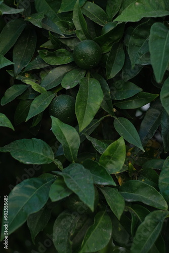 A detailed photograph capturing the intricate patterns and lush greenery of green orange and leaves in a natural setting, highlighting the beauty of plant life