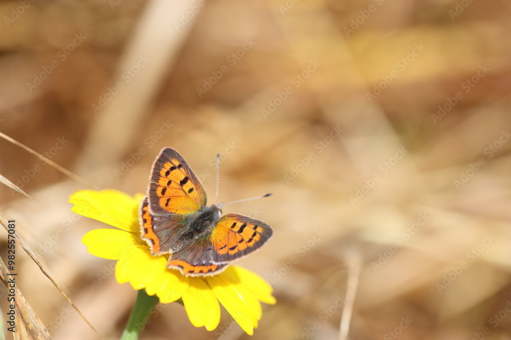 upper wings of Lycaena phlaeas (small copper) 