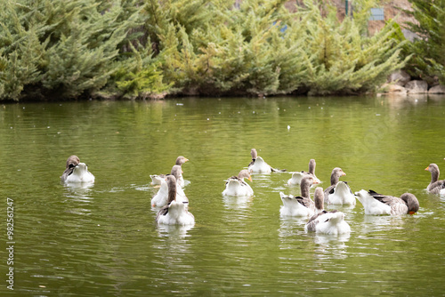 duck, bird, water, nature, wildlife, lake, animal, pond, swimming, wild, 