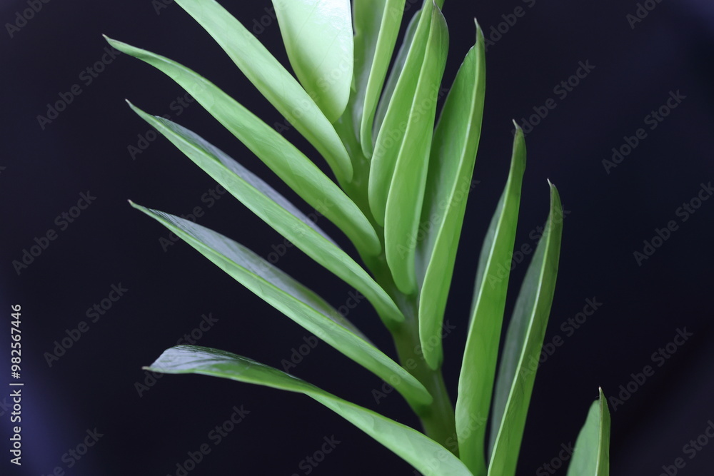 close up of leaves of Zamioculcas zamiifolia or emerald palm close up of leaves of Zamioculcas zamiifolia or emerald palm