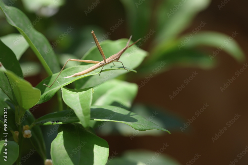 beige praying mantis on green leaf beige praying mantis on green leaf
