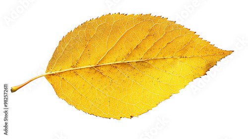 Golden Autumn Leaf on Black Background