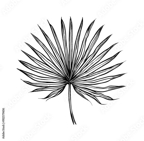 palmetto fan engraving black and white outline