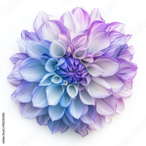 A large purple and light blue flower with petals that have a gradient effect from dark to pale, is centered on the white background. 