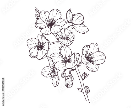 Sakura flower branch hand drawn black floral sketch. Cherry blossom japanese twigs line art. Spring botanical petal, leaves. Bloom asian plant vector illustration in outline style