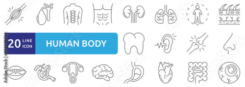 Human body icon set