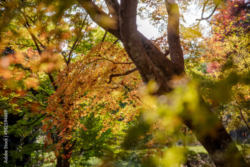 japanese temple in autumn