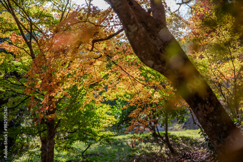 japanese temple in autumn