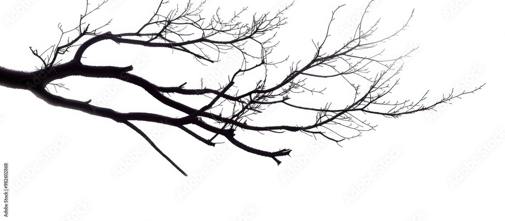 Fototapeta premium Branch Silhouette On A White Background