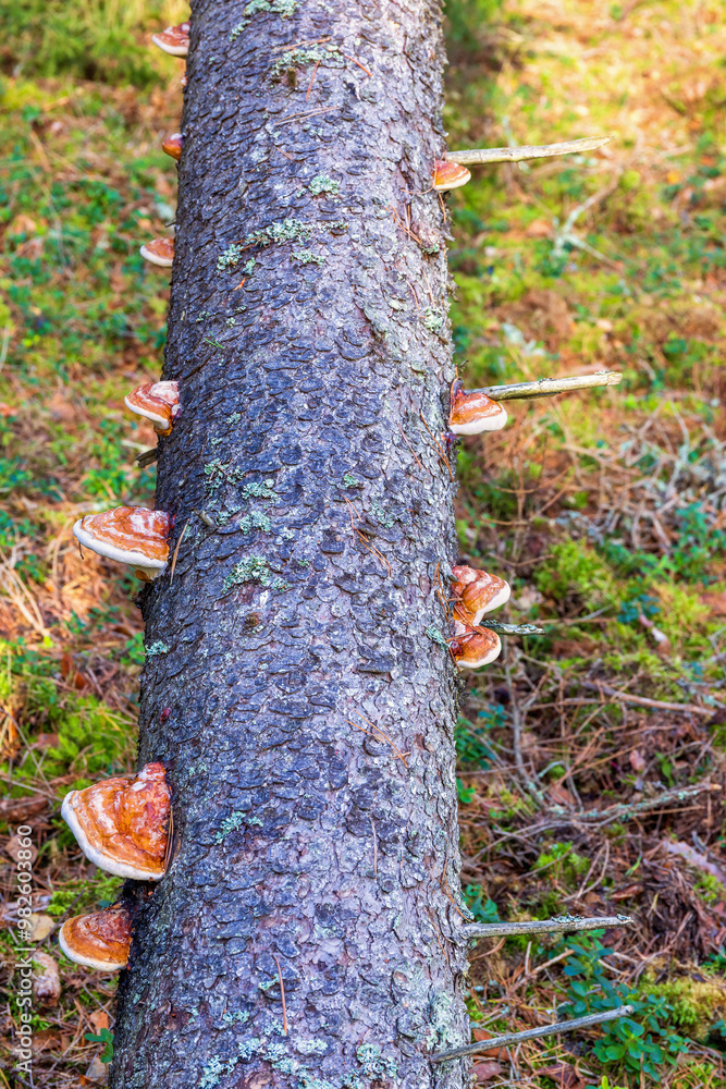 Red belted conks spruce tree trunk at the forest floor Red belted conks spruce tree trunk at the forest floor