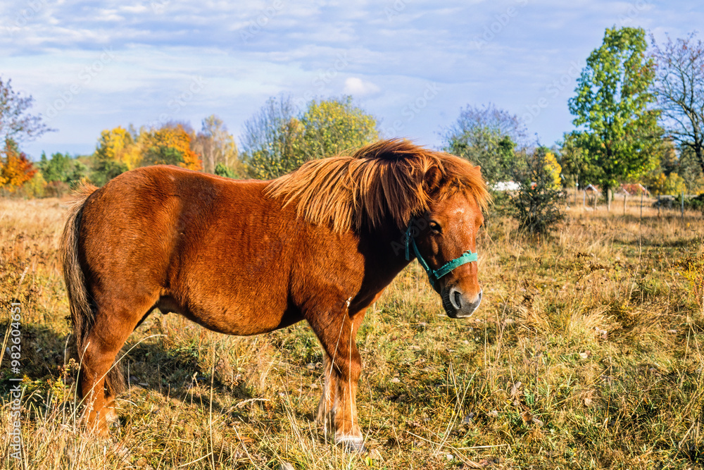 Fototapeta premium Horse on a meadow landscape at a sunny autumn