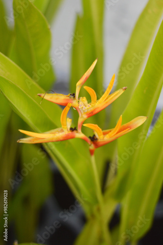 Heliconia psittacorum photo