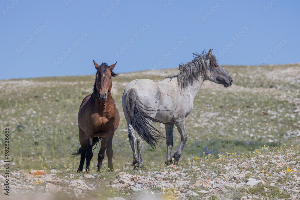 Wild Horses in Summer in the Pryor Mountains Montana Wild Horses in Summer in the Pryor Mountains Montana