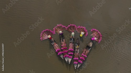 Harvesting water lilies in the floating season on Moc Hoa field, Long An. Video shot in Moc Hoa, Long An on September 9, 2024. photo