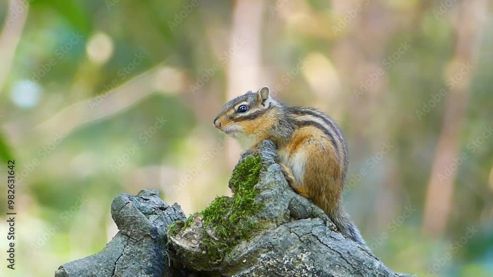 squirrel on a tree squirrel on a tree