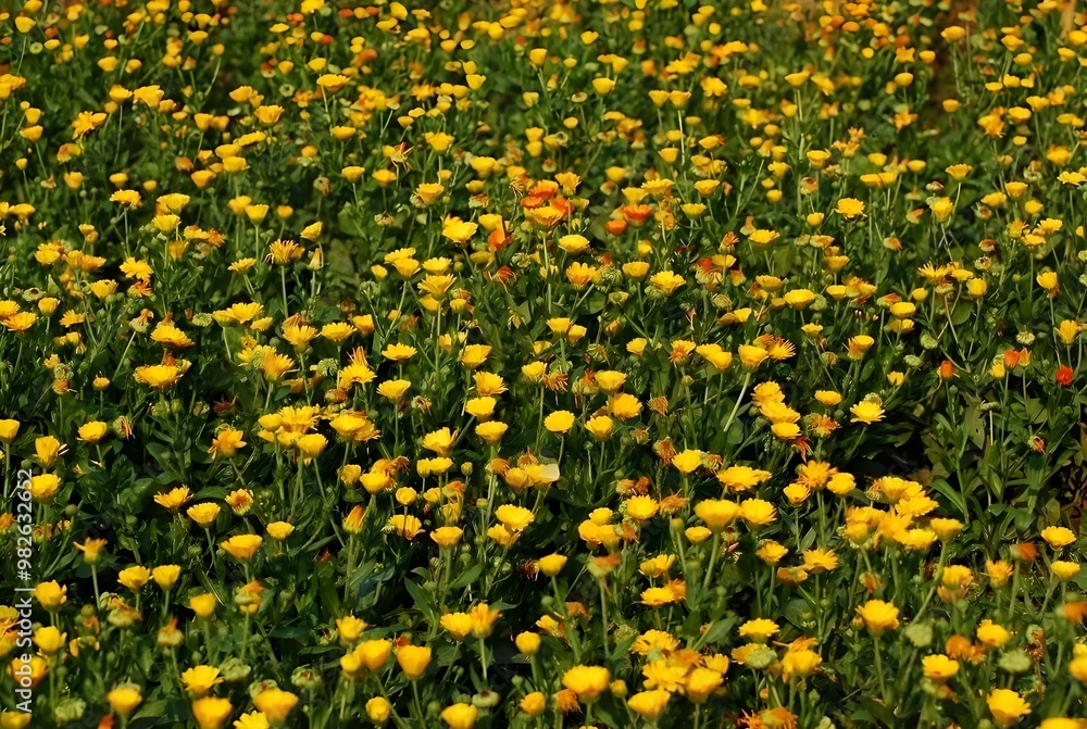 Beautiful Yellow Flower Garden in Sunlight Beautiful Yellow Flower Garden in Sunlight