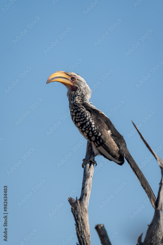 A southern yellow-billed hornbill perched on a branch near the top of a tree in Northern Namibia A southern yellow-billed hornbill perched on a branch near the top of a tree in Northern Namibia